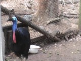 Cassowary