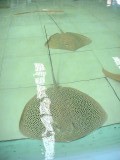 Shark and ray centre
