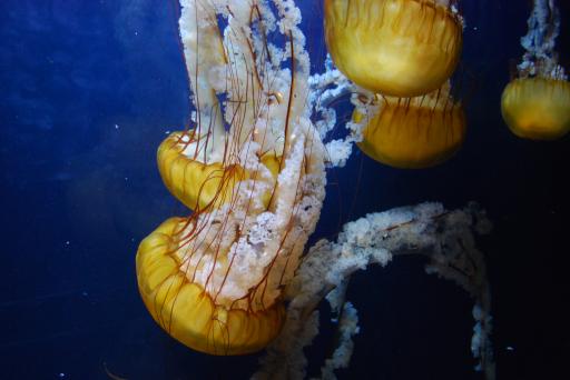 biggg jelly...........