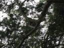 koala bear