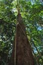Ik vind je lief....tree knuffel