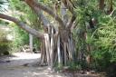 tree hug