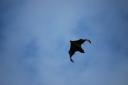 het is Batman!