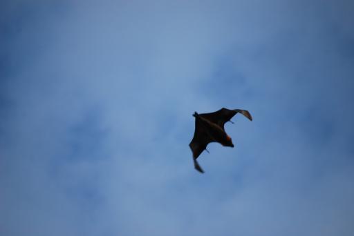 het is Batman!