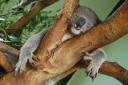 het is zwaar om een koala te zijn....