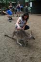 kangarooo