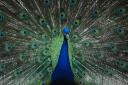 spiegeltje spiegeltje a/d wand wie is t mooiste...