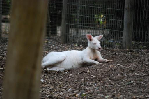 albino kangarooo
