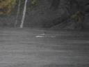 Flipper...