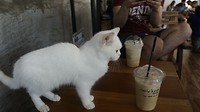 Kattencafe