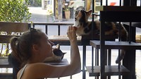 Kattencafe