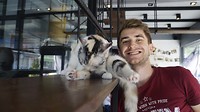 Kattencafe