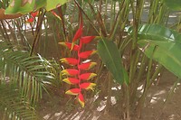 Palulu