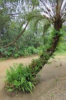 Park Royal Torarica