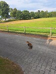 Rosie wacht op ons
