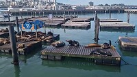 Pier 39