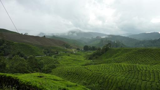 Theeplantages