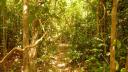 Jungle on the island