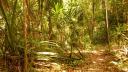 Jungle