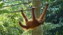 Orang Oetan in Sepilok Center