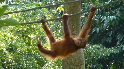 ORANG OETAN GEBRUIKT STENEN MES OP EIGEN INITIATIEF visual data 5