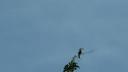 Hornbill