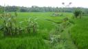 Ricefields