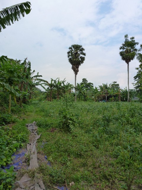 het veld