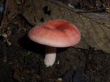 mushroom
