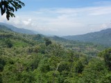 view vanuit jungle