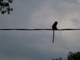 geen vogeltjes hier maar aapjes