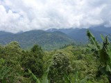 busrit nr 2, view Gunung Leuser jungle