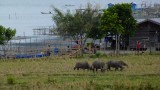 buffalo's