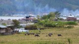 buffalo's en dorpje