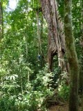 Tarzan in de jungle!