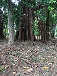 Roots