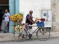 Flores