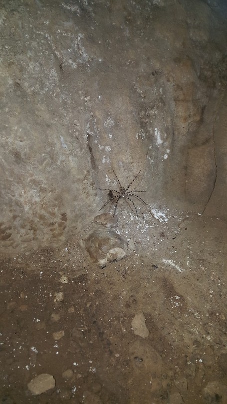 Spidey in de cave