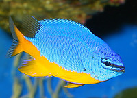 Damselfish