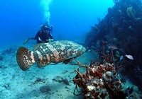 Goliath Grouper