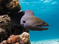 Moray Eel