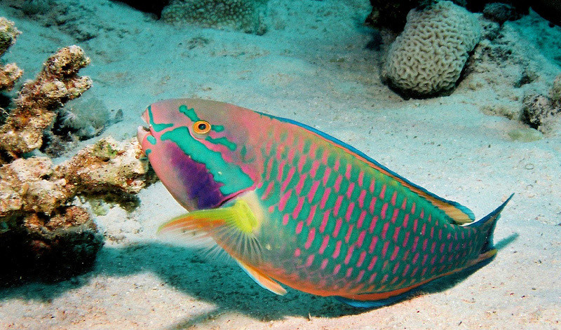 Parrotfish