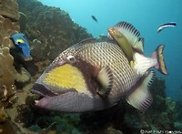 Triggerfish