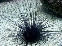 Zeeëgel
