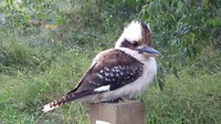 Carnarvon National Park - 4