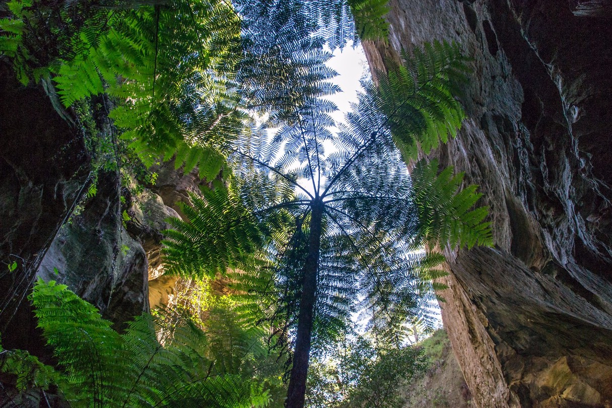 Carnarvon National Park - 12