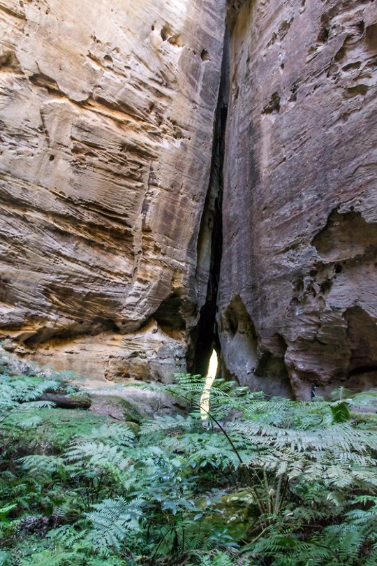 Carnarvon National Park - 18