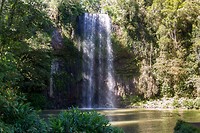 Millaa Millaa Waterfall Circuit - 1