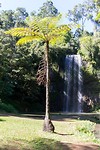 Millaa Millaa Waterfall Circuit - 2