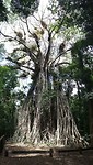 Cathedral Fig - 1